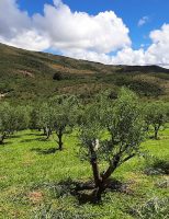 Produtores brasileiros estão cultivando mais oliveiras para aumentar a produção de azeite de oliva