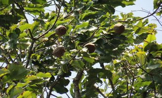 Fatores ambientais que afetam a produção das castanheiras no Brasil