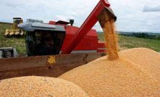 O Brasil começa a exportar a safra recorde de milho este mês