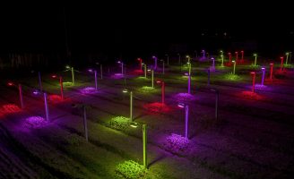 Plantio de flores mais produtivo com uso de iluminação artificial