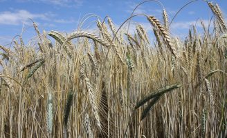 Chega ao mercado primeira cultivar de triticale com resistência à germinação na espiga