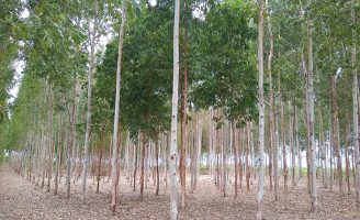Polo moveleiro do Ceará aposta em seleção de árvores que se adaptam ao ambiente do estado