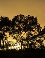 Uma data para comemorar a importância do cerrado brasileiro