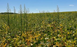 Colhedeiras de algodão importadas dos Estados Unidos podem estar disseminando uma planta invasora nos campos brasileiros
