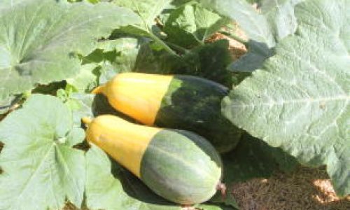 <h2><a href="https://nordesterural.com.br/abobora-brs-brasileirinha-e-uma-boa-opcao-para-cultivo-em-diversas-regioes/">Ab&oacute;bora BRS Brasileirinha &eacute; uma boa op&ccedil;&atilde;o para cultivo em diversas regi&otilde;es</a></h2>As plantas da cultivar BRS Brasileirinha s&atilde;o r&uacute;sticas e as ramas possuem h&aacute;bito de crescimento prostrado, indeterminado e vigoroso, com dist&acirc;ncia entre as folhas maior que 15 cm. As folhas