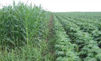O agronegócio pode ser beneficiado com a Reforma Tributária brasileira