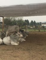 O confinamento bovino pode melhorar a eficiência hídrica e nutricional se os animais estiverem na sombra