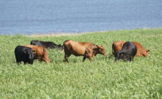 O capim próprio para pastejo direto dos animais
