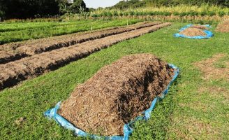 Aprenda a fazer compostagem no curso on-line oferecido pela Embrapa