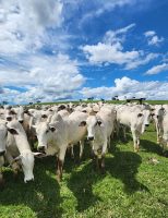 Um novo manejo para fêmeas bovinas de corte melhora a eficiência reprodutiva dos animais