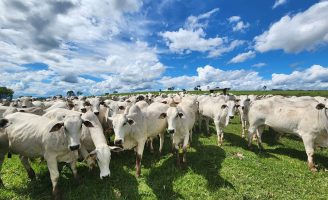 Um novo manejo para fêmeas bovinas de corte melhora a eficiência reprodutiva dos animais
