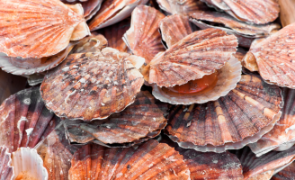 Programa Nacional define manejo mais higiênico para os moluscos Bivalves, como ostras, vieiras e mexilhões