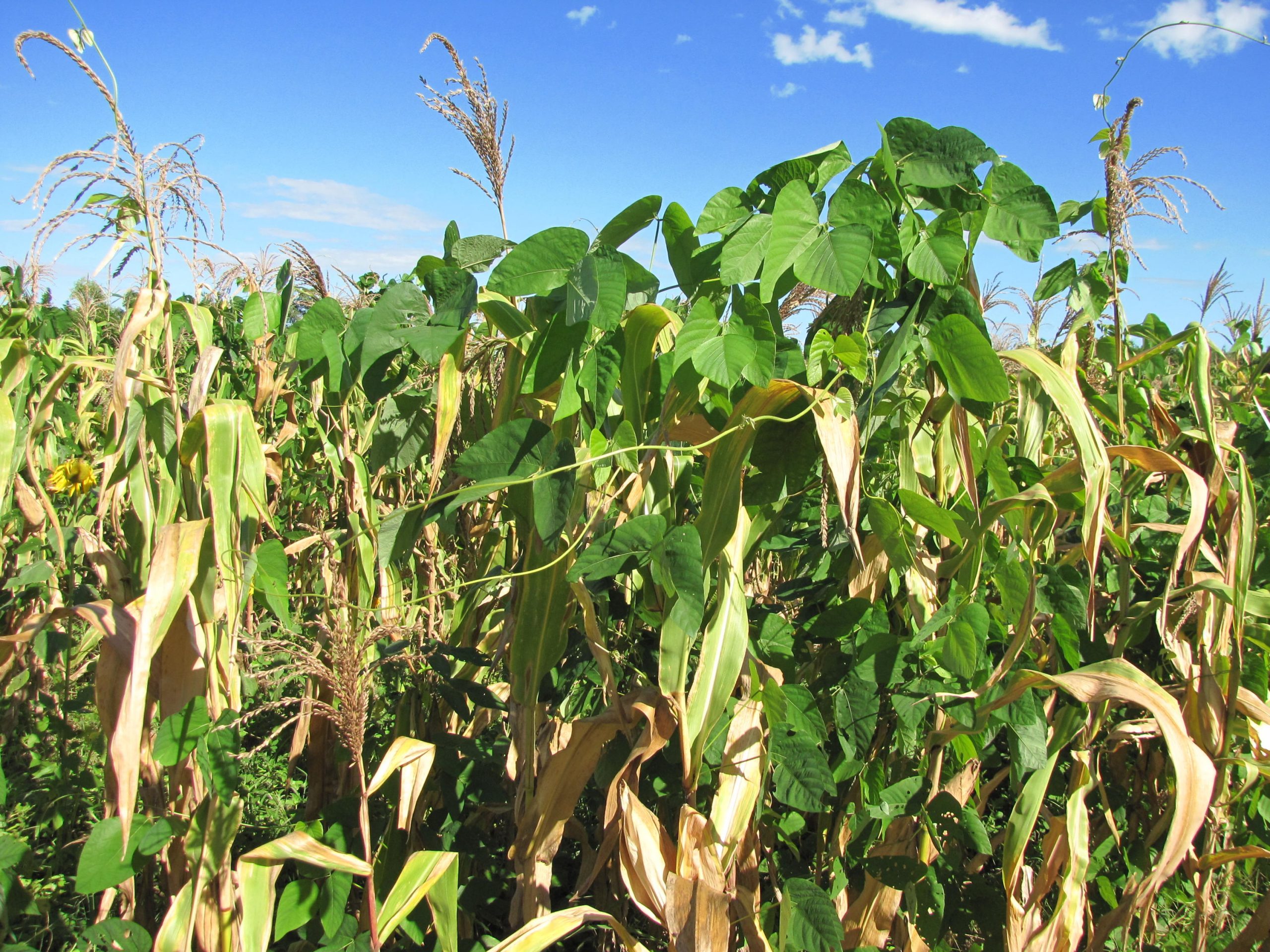 O uso da mucuna preta em consórcio acaba sendo uma boa adubação em solos de Cerrados