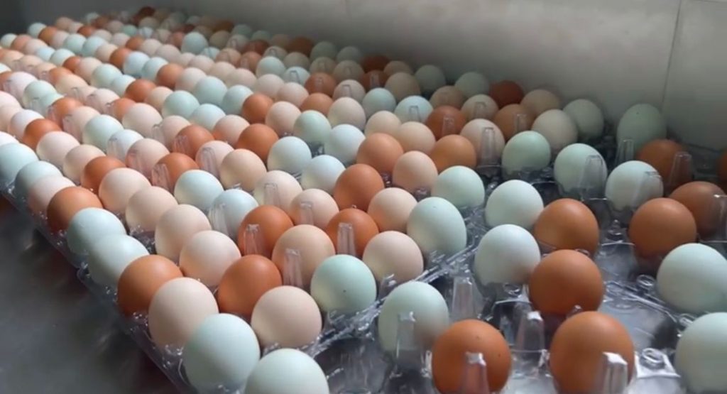 Um aviário mineiro vira referência na produção de ovo