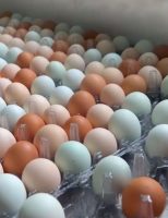 Um aviário mineiro vira referência na produção de ovo