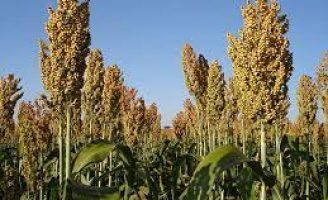 A produção brasileira de sorgo granífero cresceu 47,2% em um ano