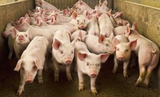 Produção de porcos com sustentabilidade melhora a suinocultura no Mato Grosso do Sul