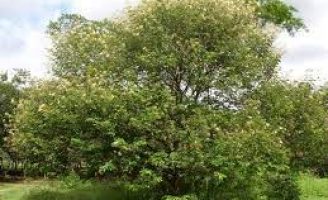 Hoje é Dia da árvore e uma startup promete plantar 1 bilhão de árvores até 2030