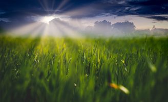 Uso de inoculantes biológicos ajuda o produtor a enfrentar as consequências do El Niño