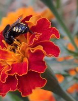 Produtores de hortaliças usam abelhas-sem-ferrão para polinização da horta em estufas