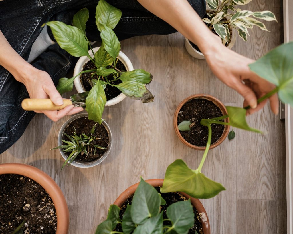 Controlando pragas e doenças nos jardins apenas com uma boa adubação