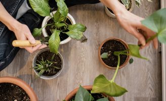 Controlando pragas e doenças nos jardins apenas com uma boa adubação