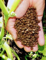 Fertilizantes minerais promovem mais produtividade da soja e do trigo