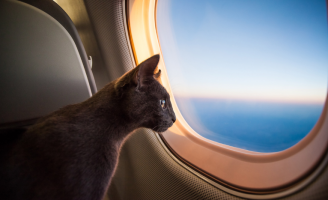 Governo facilita a repatriação de cães e gatos refugiados de Israel