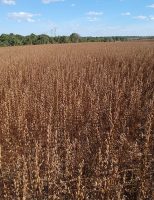 Produtor rural precisa de atenção para enfrentar os efeitos do El Niño nas lavouras