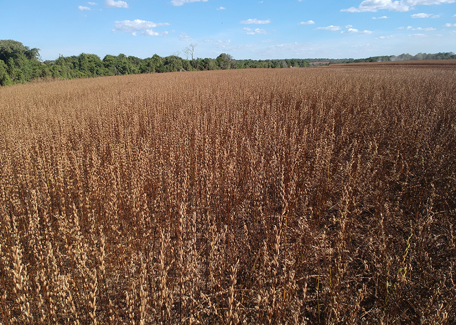 Produtor rural precisa de atenção para enfrentar os efeitos do El Niño nas lavouras