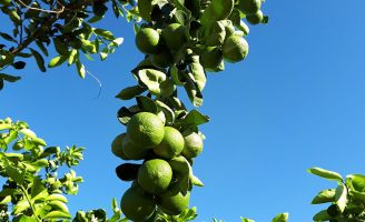 Criado um sistema orgânico de produção para o cultivo de limão Tahiti