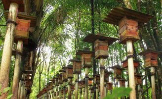 Uma nova tecnologia digital para ajudar os criadores de abelhas