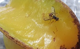 Um novo bioinseticida usa um fungo para combater as moscas-das-frutas