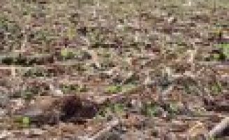 Preço da soja já sofre efeitos pelo atraso no plantio para a próxima safra