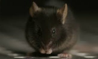 A importância de controle de ratos nas cidades e no campo