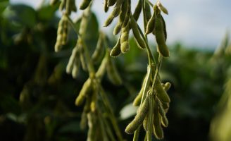 A seca em várias regiões produtoras provocam o replantio da soja