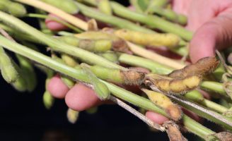 Cientistas trabalham para identificar e combater a podridão de grãos na soja