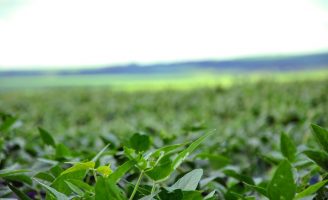 Mistura de sementes de leguminosas melhora a qualidade na regeneração do solo