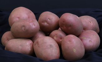 Uma cultivar de batata própria para cultivo em pequenas propriedades rurais