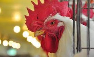 Manejo de machos reprodutores para melhor desempenho das aves