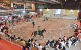 Quem for a Agrinordeste hoje vai aprender tudo sobre cavalos
