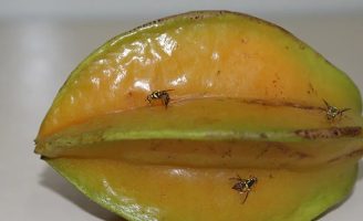 Quatro estados brasileiros estão sob emergência fitossanitária contra a mosca-da-carambola