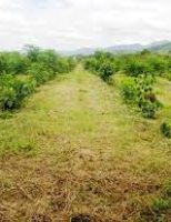 Áreas de preservação da floresta são recuperadas com o plantio de árvores