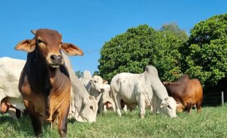 Um leilão de Touros para quem deseja investir em qualidade e produção de carne