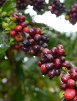 O crescimento das exportações do Café do Brasil em 2023