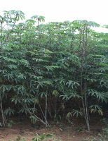 Está faltando maniva de mandioca para replantio das roças do Mato Grosso