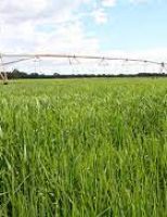 Fortes chuvas e temperaturas altas beneficiam as plantações de arroz