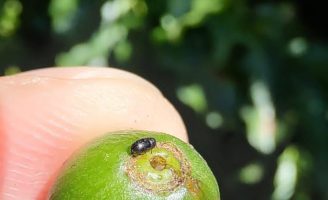 A chegada do verão marca o início do combate à broca-da-erva-mate