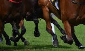 Quais os cuidados devem ser adotados para melhor adaptar os cavalos em competições