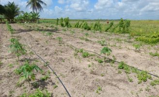 Tecnologia de irrigação em Pernambuco recebe investimentos de 1,5 milhão